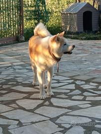Akita