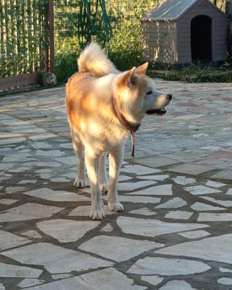 Akita