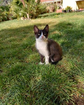 Maschietto docile 3 mesi in adozione