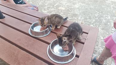 Cucciolo gatto femmina