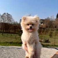 Cuccioli Pomapoo dolcezza e qualità in un unico ?