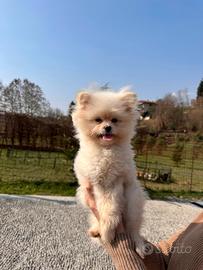 Cuccioli Pomapoo dolcezza e qualità in un unico ?