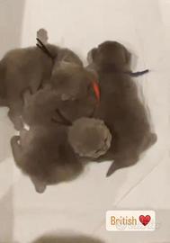 British lilac shorthair