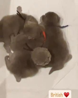 British lilac shorthair