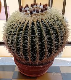 Cactus Grande Cuscino della Suocera 