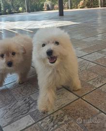 Maltipoo