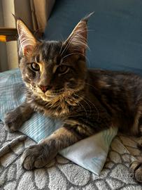 Maine coon con pedigree