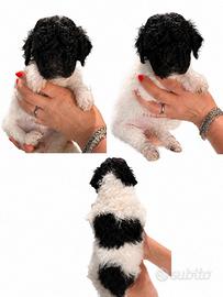 Barbone grande mole.Prezzo non trattabile