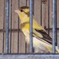Canarino spagnolo