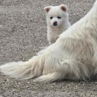 Cucciolo di volpino bianco