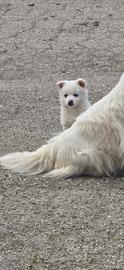 Cucciolo di volpino bianco