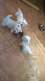 Cuccioli di west highland