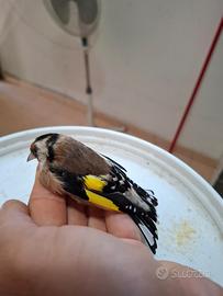 Cardellino