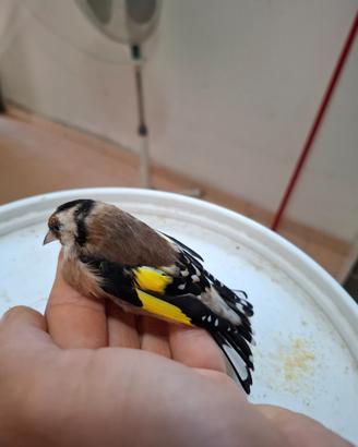 Cardellino