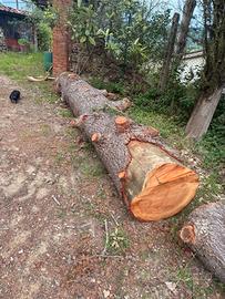 Tronco cedro del libano