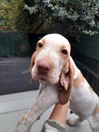 Cucciolo maschio di bracco italiano alta genealogi