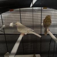 Canarine e bengalini