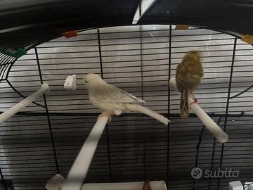 Canarine e bengalini