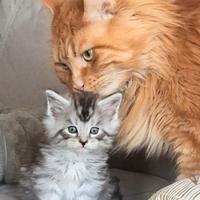 Maine coon cuccioli