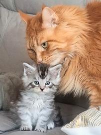 Maine coon cuccioli
