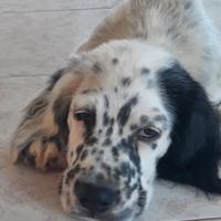Setter maschio