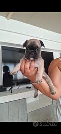 Bulldog francese