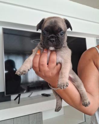 Bulldog francese