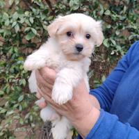 Maltipoo maschi e femmine