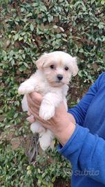 Maltipoo maschi e femmine