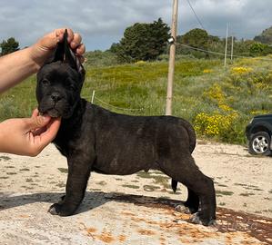 Cucciolo cane corso