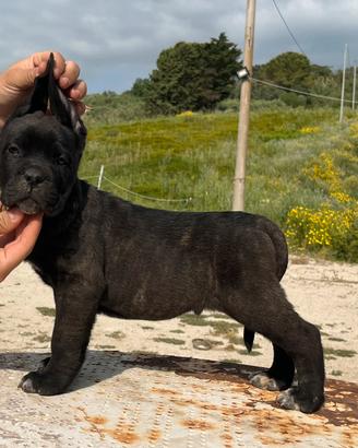 Cucciolo cane corso