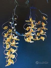 Orchidea Gongora 