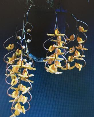 Orchidea Gongora 