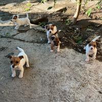 Jack russell originali