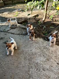 Jack russell originali