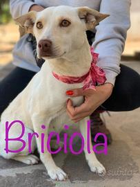 Briciola 2 anni