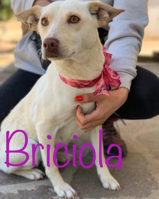 Briciola 2 anni
