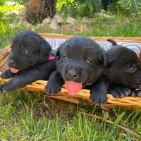 Cuccioli di Labrador alta genealogia con pedigree