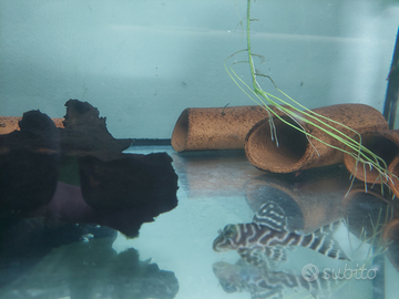 Hypancistrus L333