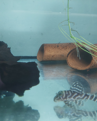 Hypancistrus L333