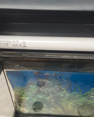 Acquario 85 liri