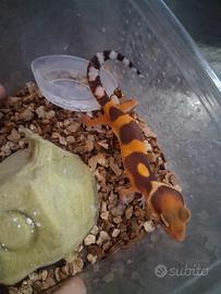 Vendita baby geco leopardino