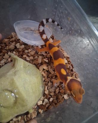 Vendita baby geco leopardino