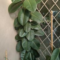 Ficus grande con vaso