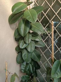 Ficus grande con vaso