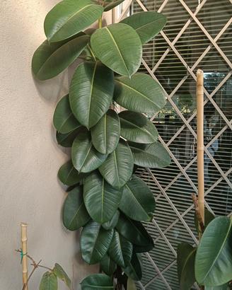 Ficus grande con vaso