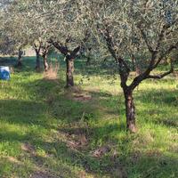 piante di olivo 