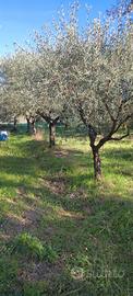 piante di olivo 