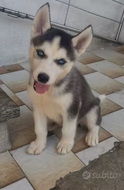 Cuccioli ? cane