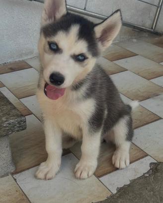 Cuccioli ? cane